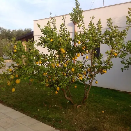 Gli Ulivi 4* לבראנו