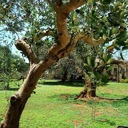 Gli Ulivi